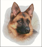 (image for) German Shepherd